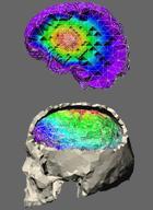 Adapted FEM model of brain tissue.